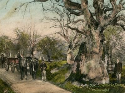 savernake big belly oak