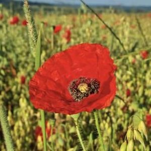 Military Poppy